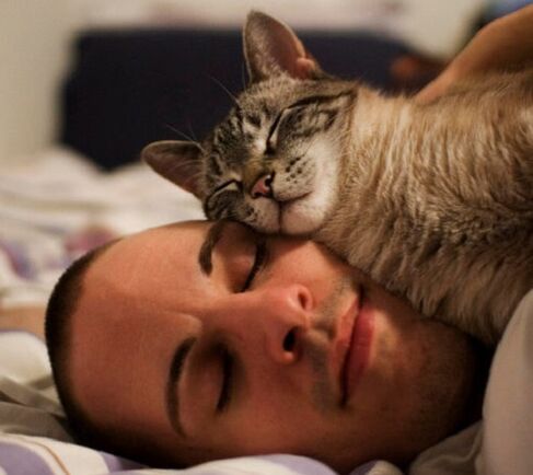 dormire con un gatto come causa di infestazione da parassiti