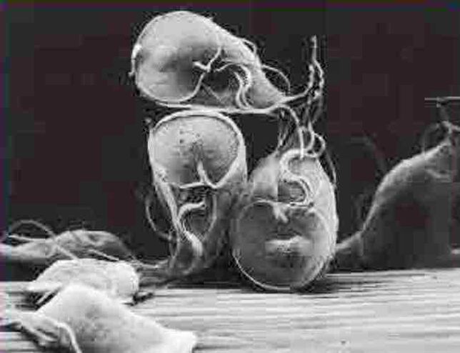 giardia parassita protozoico
